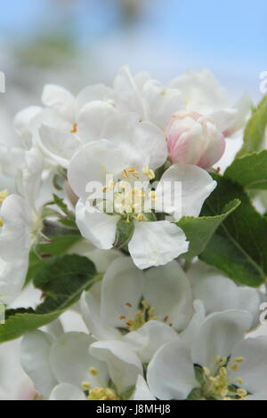 Malus Domestica 'Entdeckung' Apfel Baum Blüte in einem englischen Obstgarten auf einen sonnigen Frühling Tag, England, UK Stockfoto