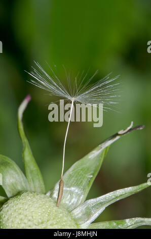 Die letzten Samen auf ein Uhr seedhead Löwenzahn (Taraxacum officinale), wind Bestäubung Stockfoto