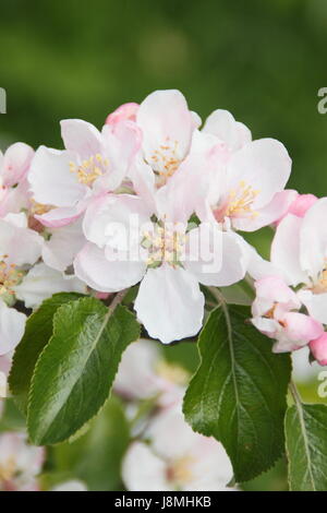 Malus Domestica 'Laxtons Fortune' Apfelblüte in voller Blüte im Obstgarten "English Heritage" an einem sonnigen Frühlingstag, England, UK - kann Stockfoto