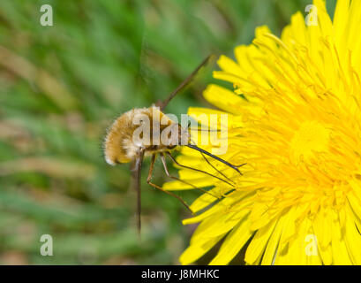 Dunkel umrandete Bee-Fly (Bombylius großen) Fütterung auf Löwenzahn Blume Stockfoto