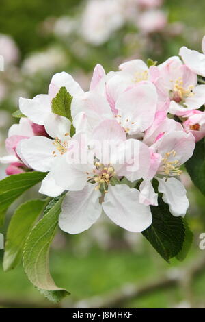 Malus Domestica 'Laxtons Fortune' Apfelblüte in voller Blüte im Obstgarten "English Heritage" an einem sonnigen Frühlingstag, England, UK - kann Stockfoto