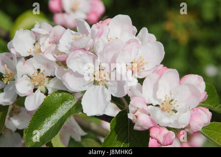 Malus Domestica 'Laxtons Fortune' Apfelblüte in voller Blüte im Obstgarten "English Heritage" an einem sonnigen Frühlingstag, England, UK - kann Stockfoto