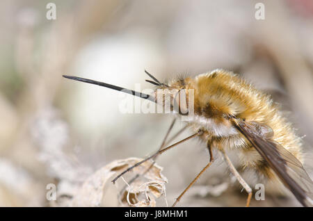 Leiter des Dunklen scharfkantige Biene-fly (Bombylius major) Stockfoto