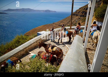 Vulkanische griechische Insel Santorin eine der Kykladen im Ägäischen Meer. Fira, der Hauptstadt Islands-Esel reitet auf dem Esel Weg Stockfoto