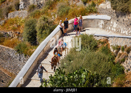 Vulkanische griechische Insel Santorin eine der Kykladen im Ägäischen Meer. Fira, der Hauptstadt Islands-Esel reitet auf dem Esel Weg Stockfoto