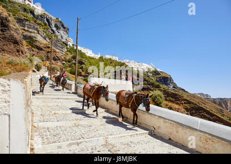 Vulkanische griechische Insel Santorin eine der Kykladen im Ägäischen Meer. Fira, der Hauptstadt Islands-Esel reitet auf dem Esel Weg Stockfoto