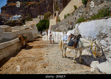 Vulkanische griechische Insel Santorin eine der Kykladen im Ägäischen Meer. Fira, der Hauptstadt Islands-Esel reitet auf dem Esel Weg Stockfoto