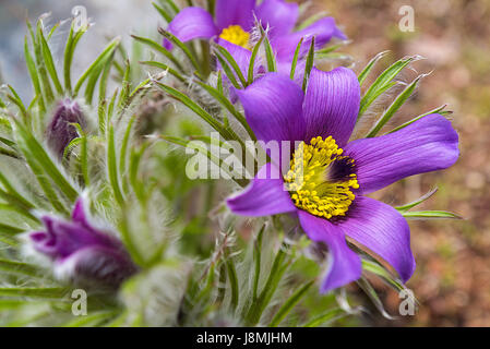 Eine lebendige lila Kuhschelle im zeitigen Frühjahr. Stockfoto