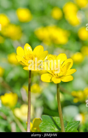 Kleinen Schöllkraut (Ranunculus Ficaria) Nahaufnahme Stockfoto