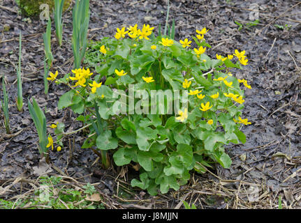 Marsh Marigold (Caltha Palustris) Stockfoto