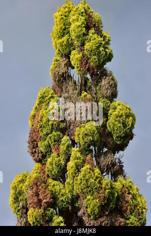 Konische Baumkrone der roten Zeder mit einigen trockenen Zweigen. Stockfoto