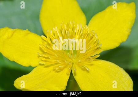Sumpfdotterblume (Caltha palustris) Close-up Stockfoto