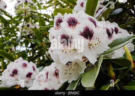 Große Büschel weißer Rhododendron Blüten mit tief Wein lila markiert. Stockfoto