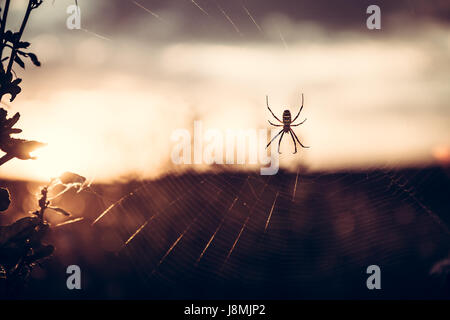 Spider Web in Sommerwiese während des Sonnenuntergangs mit Gegenlicht in Vintage Farben mit Textfreiraum Stockfoto