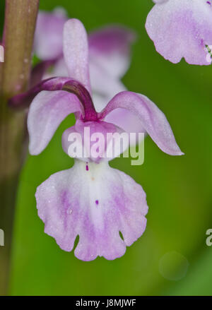 Rosa Blume der frühneulilafarbenen Orchideenblume. Sussex, Großbritannien Stockfoto