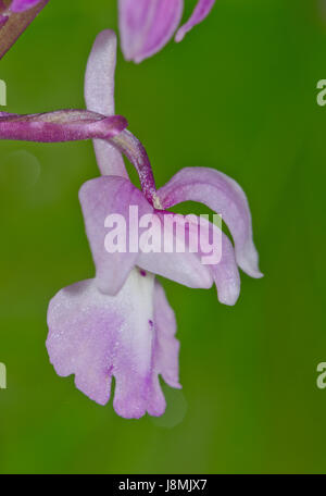 Blasse rosa Form der frühen violetten Orchideenblüte im Sussex Woodland Stockfoto