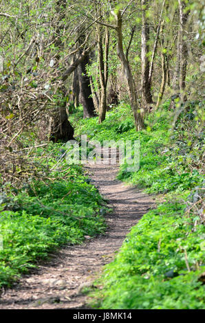 Boughton Monchelsea village, Kent, England. Woodland footpath in spring Stockfoto