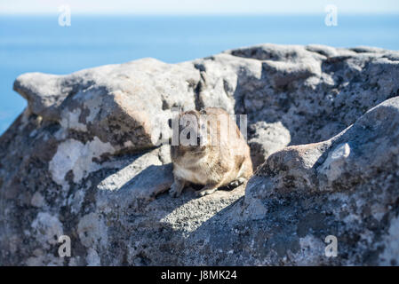 Ein Klippschliefer, auch bekannt als ein Felsen Hyrax auf Tafelberg, Kapstadt, Südafrika Stockfoto