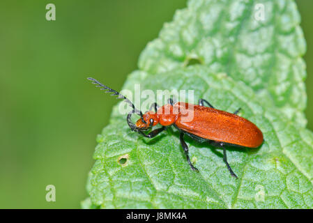 Red-headed Cardinal Beetle (Pyrochroa Serraticornis) Reinigung Antenne Stockfoto