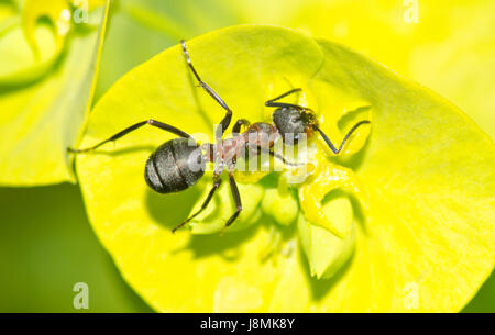 Waldameise (Formica rufa Arbeitnehmer) Stockfoto