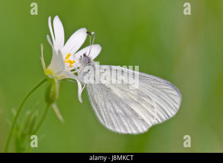 Holz weiß Schmetterling (Leptidea Sinapis) auf größere Stitchwort Stockfoto