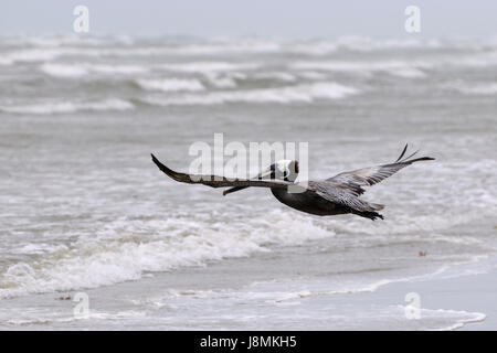 Brauner Pelikan seine Flügel ausbreitet, als es fliegt graziös über die Wellen auf den Sand von einem Ocean Beach. Stockfoto