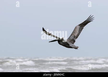 Brown Pelican, als es seine Flügel ausbreitet fliegt graziös über Schaumkronen und Brandung des Ozeans auf den Strand unterhalb. Stockfoto