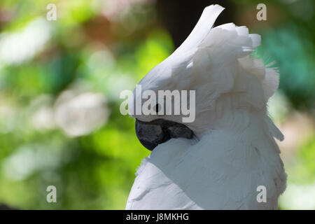 Nahaufnahme von einem weißen Kakadu Vogel als es nutzt mächtigeren, schwarzen Schnabel seine schönen weißen Federn beim Putzen reinigen. Stockfoto