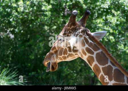 Kopf einer Zurückgestickten Giraffe, während sie in der Ferne mit geöffnetem Mund und hervorstickender Zunge zu den Bäumen läuft Stockfoto