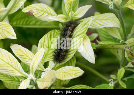 Fuzzy Salzwiesen Falter Raupe bedeckt in Clustern der stacheligen, schwarze Haare, kriechen über einem hellen grünen Blatt an einem sonnigen Tag. Stockfoto