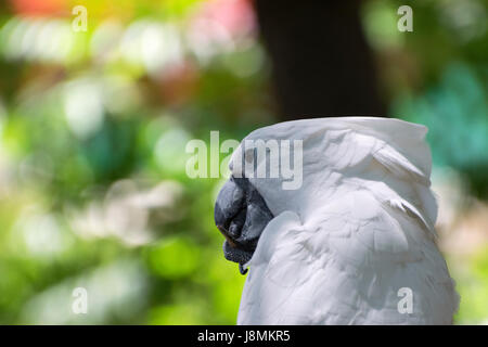 Nahaufnahme von einem weißen Kakadu kauen auf einem Stock, dass ihre Beteiligung an seine Klaue, während die verschwommenen Farben der Ferne Bäume einen schönen Hintergrund machen. Stockfoto