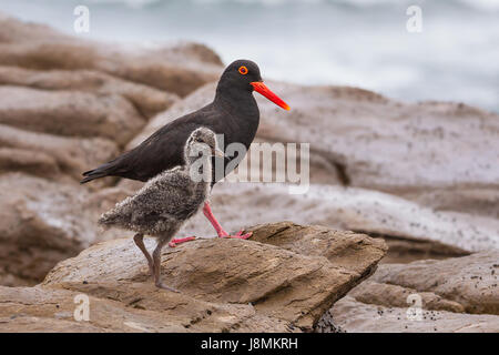 Afrikanischen schwarzen Austernfischer, mit auffälligen roten Schnabel, Mutter mit Küken, Wandern entlang der felsigen Küste bei glengariff Strand, in der Nähe von East London, Za Stockfoto