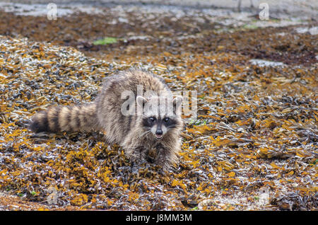 Ein Waschbär starrt der Fotograf und Fletscht die Zähne während der nahrungssuche bei Ebbe unter die Algen auf der Gulf Islands (British Columbia). Stockfoto