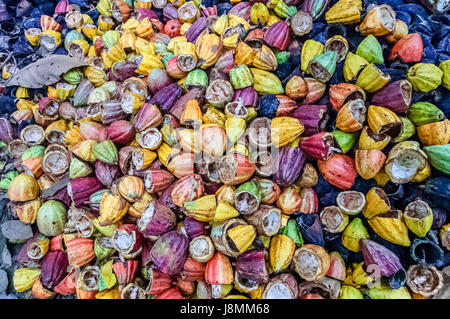 Stapel verworfen leere Hülsen nach Kakao cacao Bohnen geerntet wurde, Guatemala Stockfoto