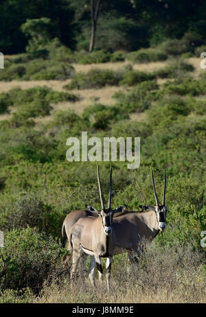 Oryx Beisa, Samburu Game Reserve, Kenia Stockfoto