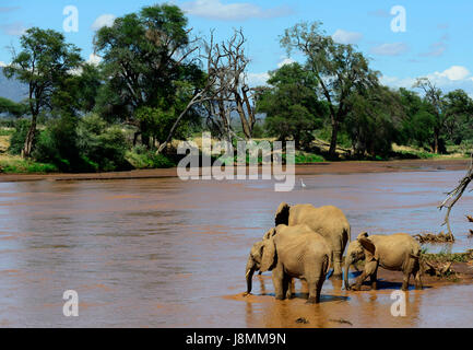 Eine Herde Elefanten Kreuzung iro Fluß Ewaso Ng'zwischen Samburu National Reserve und Buffalo Springs National Reserve. Stockfoto