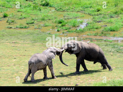 Afrikanische Elefanten im Amboseli-Nationalpark in Kenia. Stockfoto