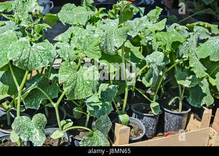 Verkauf von Sämlingen von Gurken in Töpfe bereits etabliert. Stockfoto