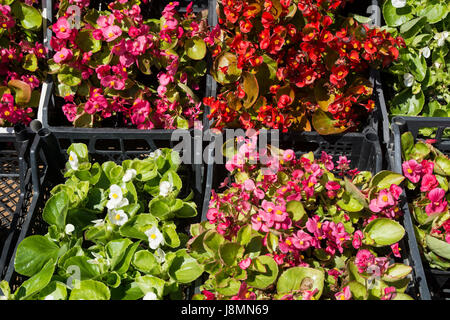 Schöne Angebot Sämlinge von Blumen Begonie ausgesetzt auf den Markt zu öffnen. Stockfoto