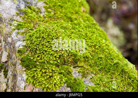 Moos am Baum, Holz Hintergrund Stockfoto