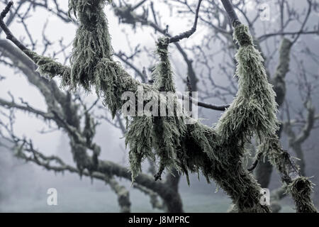 Moos bedeckt Bäume an einem nebligen Tag. Stockfoto