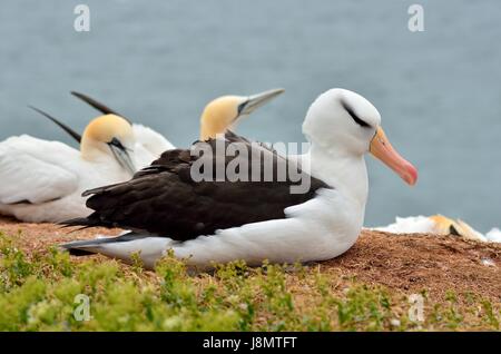 Schwarzbrauenalbatros, Schwarz der tiefsten Albatross, Schwarz der tiefsten mollymawk, Thalassarche melanophris, Helgoland, Nordsee, Deutschland, Deutschland Stockfoto