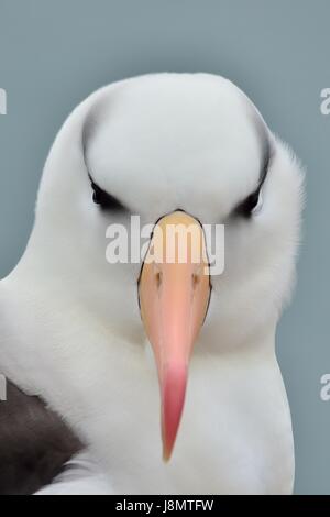 Schwarzbrauenalbatros, Schwarz der tiefsten Albatross, Schwarz der tiefsten mollymawk, Thalassarche melanophris, Helgoland, Nordsee, Deutschland, Deutschland Stockfoto