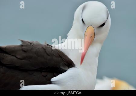 Schwarzbrauenalbatros, Schwarz der tiefsten Albatross, Schwarz der tiefsten mollymawk, Thalassarche melanophris, Helgoland, Nordsee, Deutschland, Deutschland Stockfoto