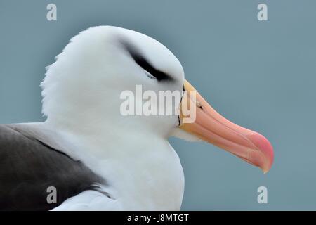 Schwarzbrauenalbatros, Schwarz der tiefsten Albatross, Schwarz der tiefsten mollymawk, Thalassarche melanophris, Helgoland, Nordsee, Deutschland, Deutschland Stockfoto