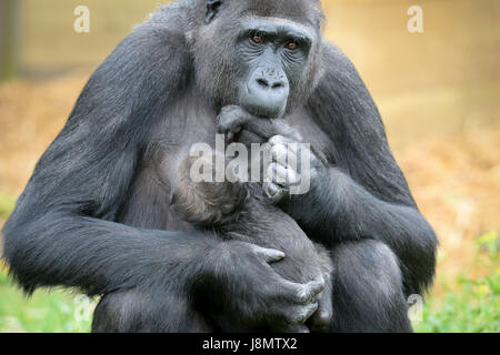 Ist ein Westlicher Flachlandgorilla Baby in den Armen ihrer Mutter gewiegt, Touni, Bristol Zoo Gardens, wo die Pfleger ergaben sich zum ersten Mal, es ist ein kleines Mädchen und sie sind jetzt Appell an die Öffentlichkeit zu helfen, sie zu nennen. Stockfoto