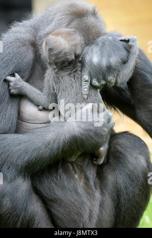 Ist ein Westlicher Flachlandgorilla Baby in den Armen ihrer Mutter gewiegt, Touni, Bristol Zoo Gardens, wo die Pfleger ergaben sich zum ersten Mal, es ist ein kleines Mädchen und sie sind jetzt Appell an die Öffentlichkeit zu helfen, sie zu nennen. Stockfoto