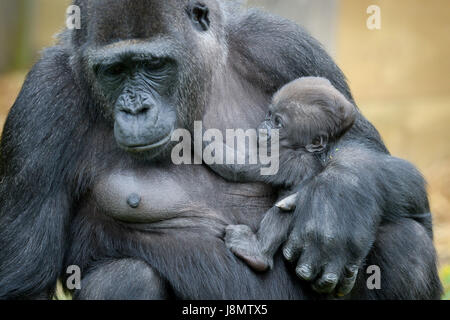 Ist ein Westlicher Flachlandgorilla Baby in den Armen ihrer Mutter gewiegt, Touni, Bristol Zoo Gardens, wo die Pfleger ergaben sich zum ersten Mal, es ist ein kleines Mädchen und sie sind jetzt Appell an die Öffentlichkeit zu helfen, sie zu nennen. Stockfoto