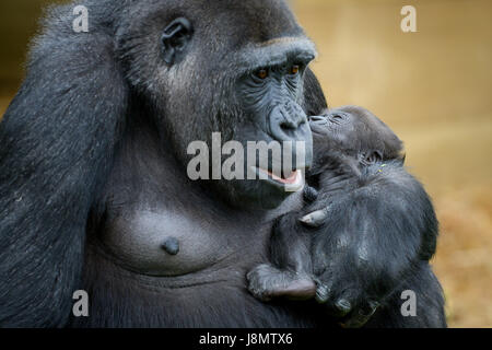 Ist ein Westlicher Flachlandgorilla Baby in den Armen ihrer Mutter gewiegt, Touni, Bristol Zoo Gardens, wo die Pfleger ergaben sich zum ersten Mal, es ist ein kleines Mädchen und sie sind jetzt Appell an die Öffentlichkeit zu helfen, sie zu nennen. Stockfoto