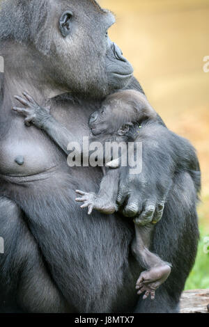 Ist ein Westlicher Flachlandgorilla Baby in den Armen ihrer Mutter gewiegt, Touni, Bristol Zoo Gardens, wo die Pfleger ergaben sich zum ersten Mal, es ist ein kleines Mädchen und sie sind jetzt Appell an die Öffentlichkeit zu helfen, sie zu nennen. Stockfoto